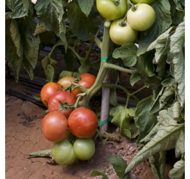 Томат Абелус F1, Rijk Zwaan
