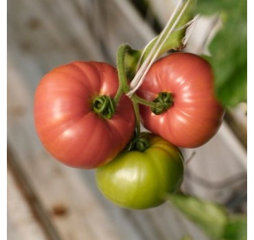 Томат Есміра F1, Rijk Zwaan Томат Есміра F1, Rijk Zwaan
