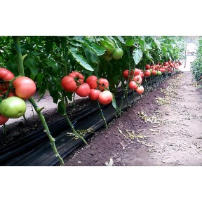 Томат Мануса F1, Rijk Zwaan