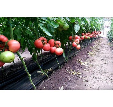 Томат Мануса F1, Rijk Zwaan Томат Мануса F1, Rijk Zwaan