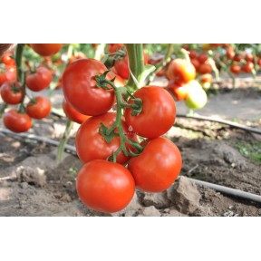 Томат Чінто F1, Rijk Zwaan Томат Чінто F1, Rijk Zwaan