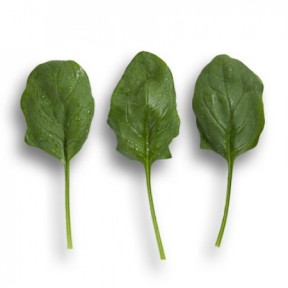 Шпинат Боа, Rijk Zwaan