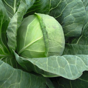 Капуста Тіара F1, Bejo