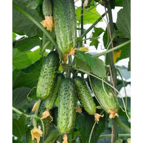 Огірок Амант F1, Bejo