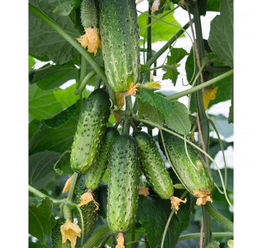 Огірок Амант F1, Bejo