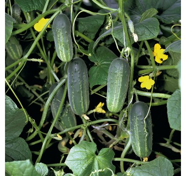 Огірок Акорд F1, Bejo