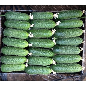 Огірок Анзор F1, Bejo