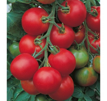 Томат Толстой F1, Bejo