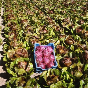 Салат радічіо россо Індіго, Bejo