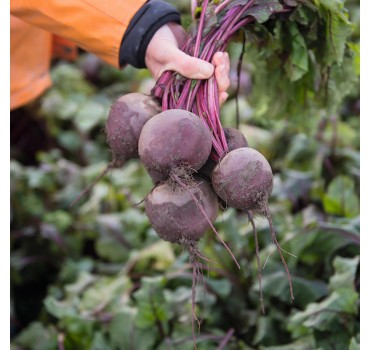 Буряк Водан F1, Bejo