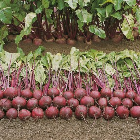 Буряк Пабло F1, Bejo