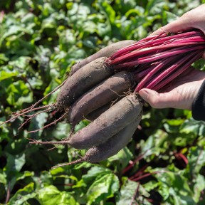 Буряк Таунус F1, Bejo