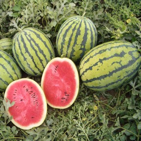 Кавун Бедуін F1, Bejo