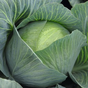 Капуста Амтрак F1, Bejo