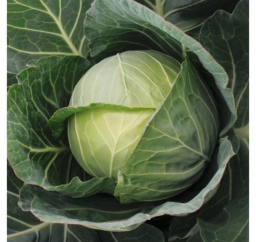 Капуста Байонет F1, Bejo