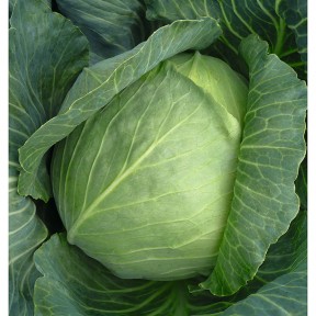 Капуста Бронко F1, Bejo