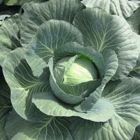 Капуста Джубілі F1, Bejo