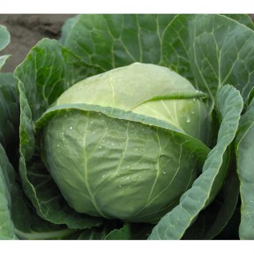 Капуста Катаріна F1, Bejo