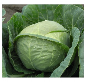 Капуста Катаріна F1, Bejo