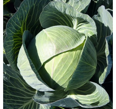 Капуста Каунтер F1, Bejo