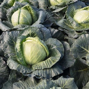 Капуста Краутман F1, Bejo