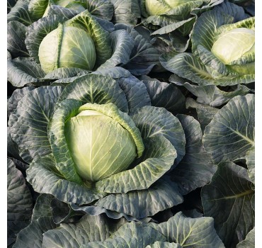 Капуста Краутман F1, Bejo