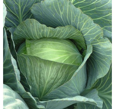 Капуста Лєннокс F1, Bejo