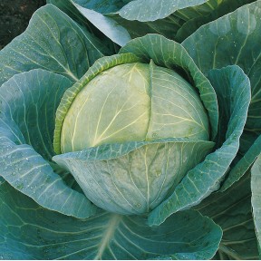 Капуста Мегатон F1, Bejo