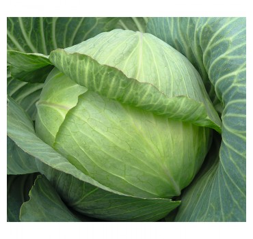 Капуста Парадокс F1, Bejo