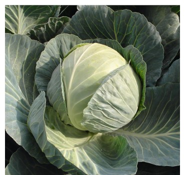 Капуста Пассат F1, Bejo