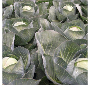 Капуста Ріекшн F1, Bejo