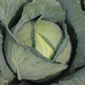 Капуста Тайфун F1, Bejo