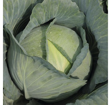 Капуста Тайфун F1, Bejo