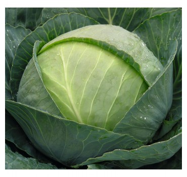 Капуста Томас F1, Bejo