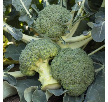 Капуста броколі Батавія F1, Bejo