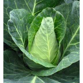 Капуста гостроголова Карафлекс F1, Bejo