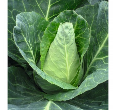 Капуста гостроголова Карафлекс F1, Bejo