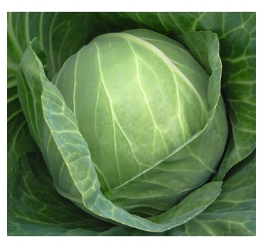 Капуста Кебтон F1, Bejo