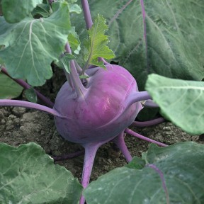 Капуста кольрабі Колібрі F1, Bejo