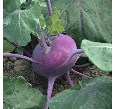 Капуста кольрабі Колібрі F1, Bejo