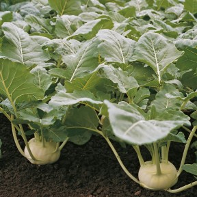 Капуста кольрабі Коріст F1, Bejo