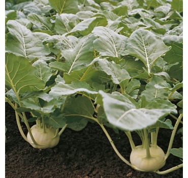 Капуста кольрабі Коріст F1, Bejo