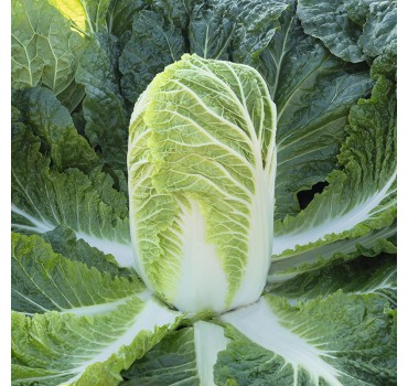 Капуста пекінська Базуко F1, Bejo