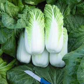 Капуста пекінська Білко F1, Bejo