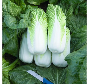 Капуста пекінська Білко F1, Bejo