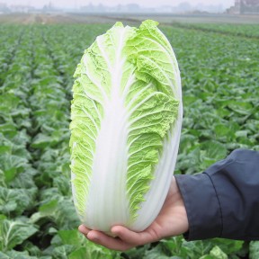 Капуста пекінська Еміко F1, Bejo