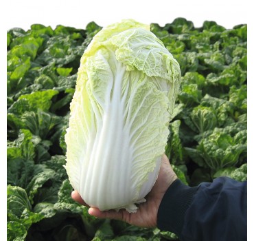 Капуста пекінська Маноко F1, Bejo