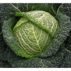 Капуста савойська Віроса F1, Bejo