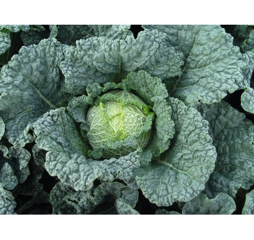 Капуста савойська Меліса F1, Bejo