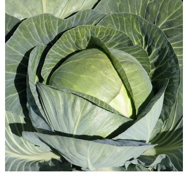 Капуста Сіркон F1, Bejo